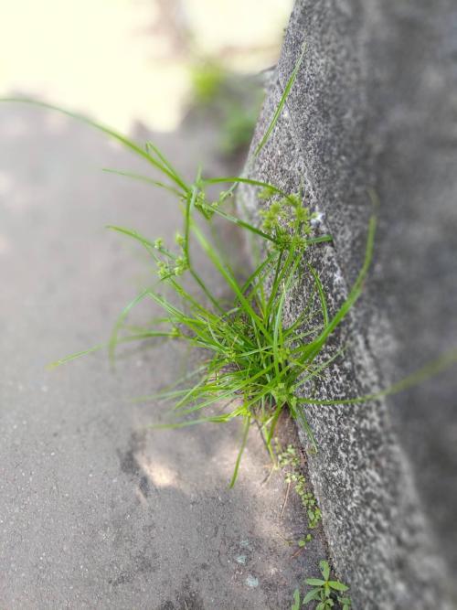 畫眉莎草 頭穗莎草 密穗莎草