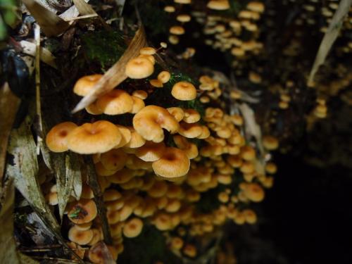 Xeromphalina campanella(鐘形乾臍菇)