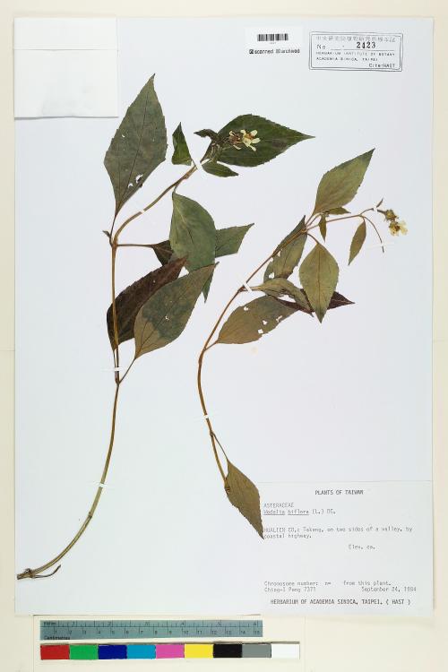Wedelia biflora (L.) DC._標本_BRCM 6213