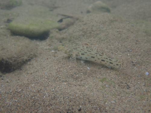 妝飾銜鰕虎魚