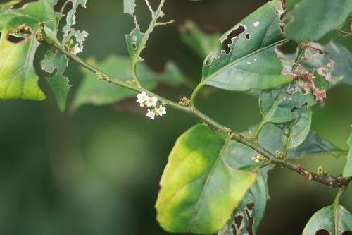 臺灣山桂花