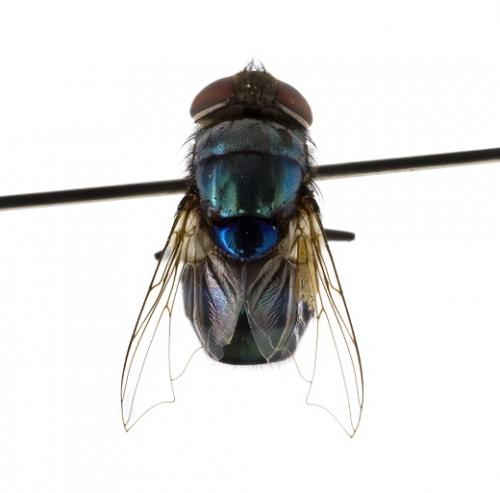 Chrysomya megacephala female dorsal