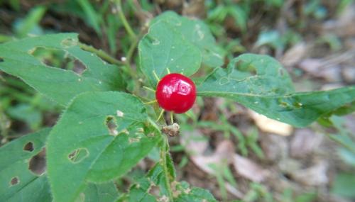 雙花龍葵