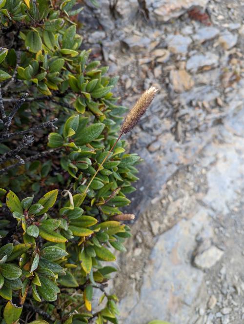 高山梯牧草