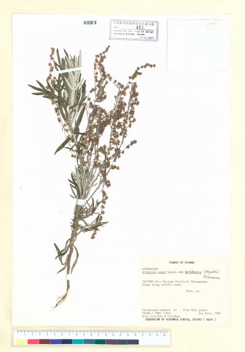Artemisia somai Hayata var. batakensis (Hayata) Kitam._標本_BRCM 7142