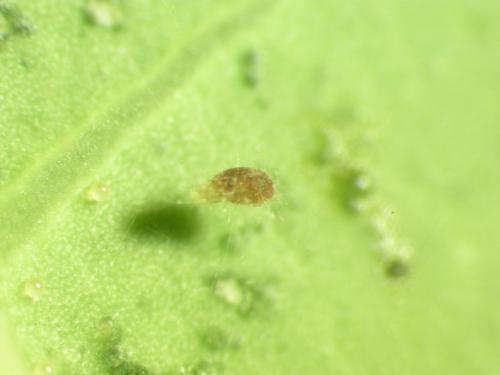 神澤氏葉蟎感染真菌