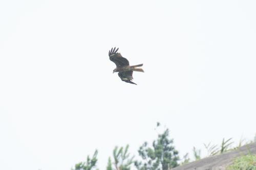 黑鳶