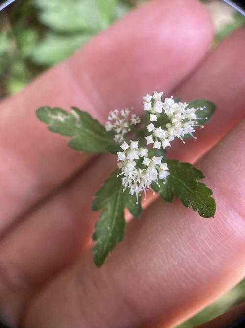 五葉山芹菜