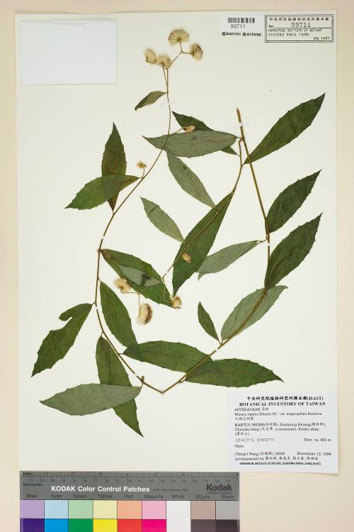 Blumea riparia (Blume) DC. var. megacephala Randeria_標本_BRCM 4956