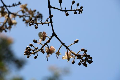 風箏果