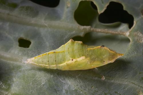 20090928_347350_Pieris rapae crucivora_p.jpg