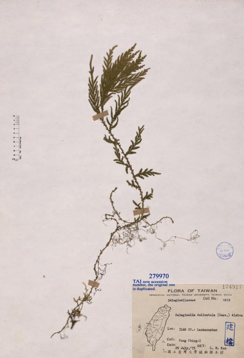 Selaginella delicatula (Desv.) Alston_標本_BRCM 4747