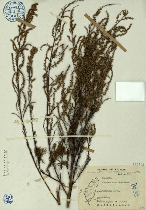 Artemisia capillaris Thunb._標本_BRCM 4515