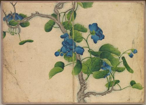 Desk Album: Flower and Bird Paintings (Climbing Blue Flowers)