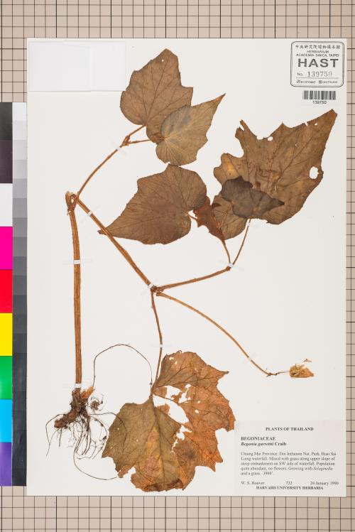 Begonia garrettii標本_BRCM 2817