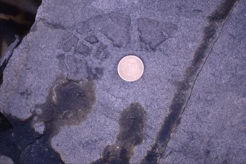 海膽化石的痕跡