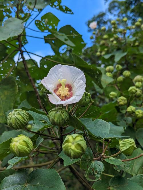 山芙蓉