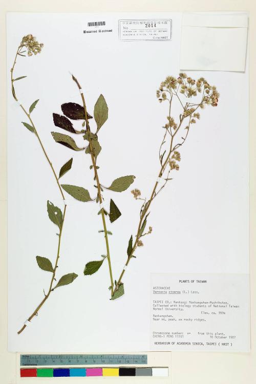 Vernonia cinerea (L.) Less._標本_BRCM 5126