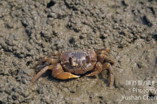 斯氏沙蟹 (痕掌沙蟹) 