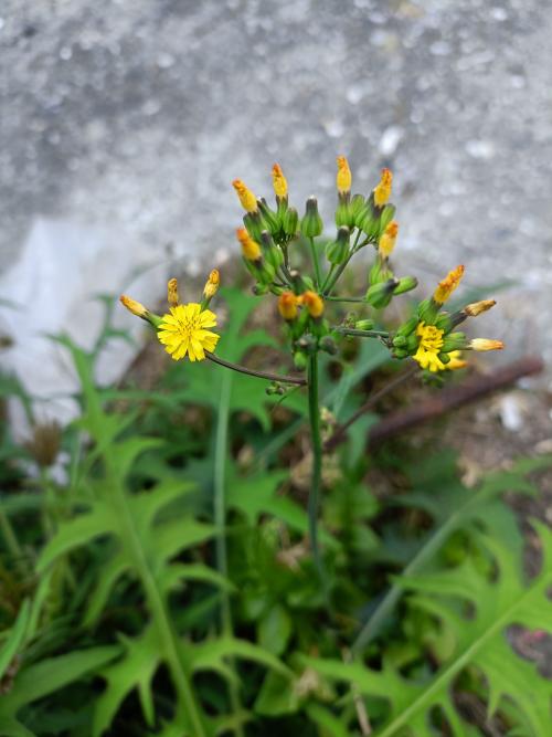 黃鵪菜