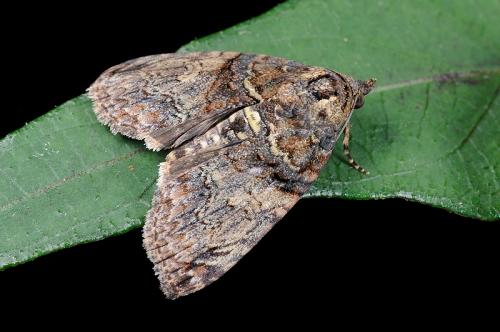 091007 台北 內湖 碧山巖  24 Lophoptera hemithyris (Hampson, 1905) Female_800ori