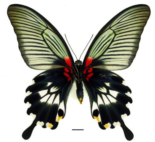 Papilio memnon heronus Fruhstorfer, 1902 (f. agenor) (f. agenor) 大鳳蝶(有尾型)
