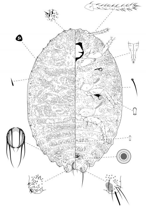 Formicococcus schimae Takahashi, 1929