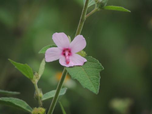 地桃花 (肖梵天花)