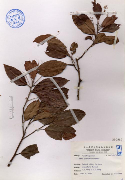 Itea parvifloraHemsl._標本_BRCM 4649