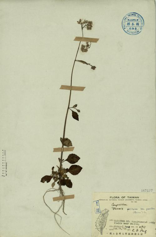 Vernonia cinerea var. parviflora (Reinw.) DC._標本_BRCM 3873