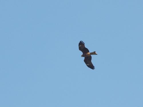 黑鳶