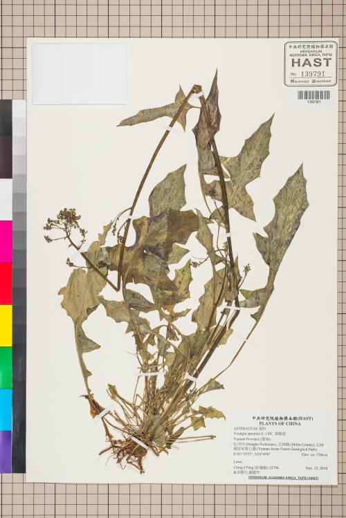 Youngia japonica (L.) DC._標本_BRCM 5537