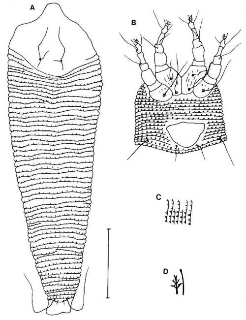 Neoleipothrix multiflorus Huang, 2001