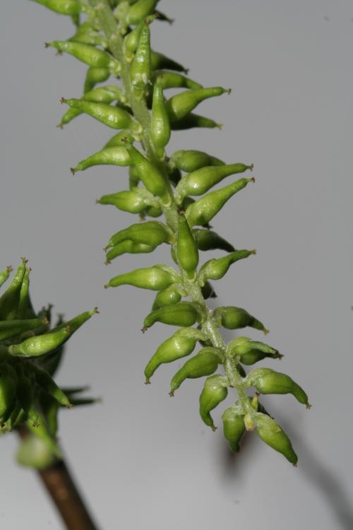 水社柳Tai3-Salicaceae楊柳科-柳屬-Salix kusanoi-20090221宜蘭-員山-雙連埤-雙子葉-IMG_9843
