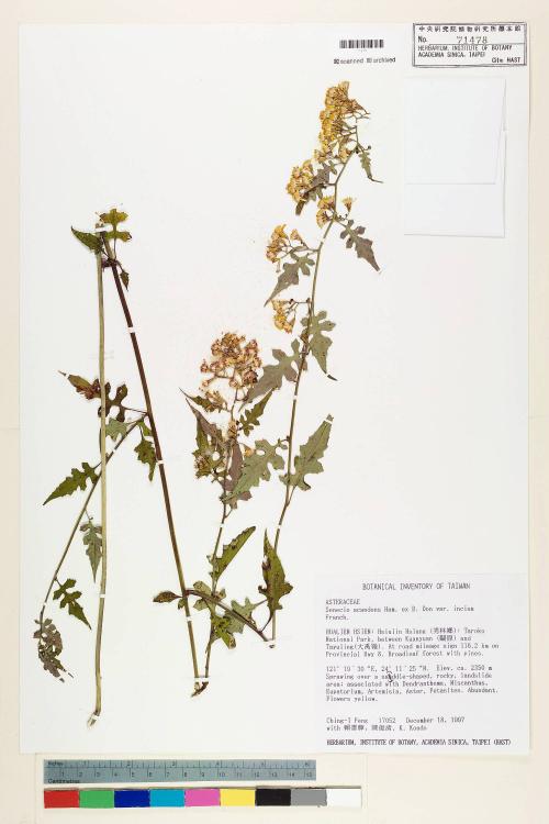 Senecio scandens Buch.-Ham. ex D. Don. var. incisus Franch._標本_BRCM 5468