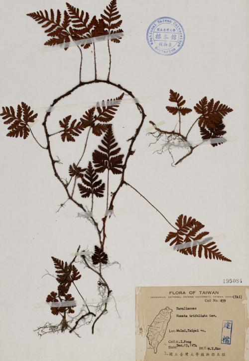 Humata trifoliata Cav._標本_BRCM 4605