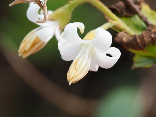 臺灣野茉莉