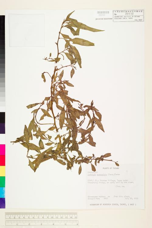 Ludwigia octovalvis (Jacq.) Raven_標本_BRCM 3575