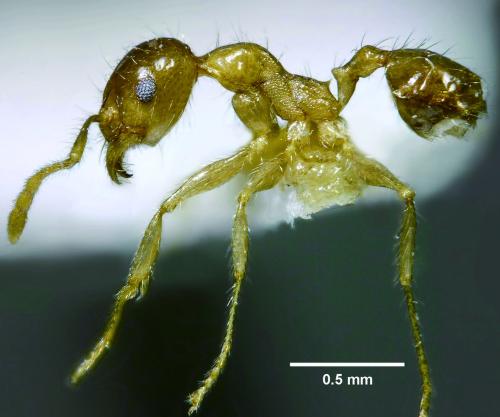 熱帶大頭家蟻