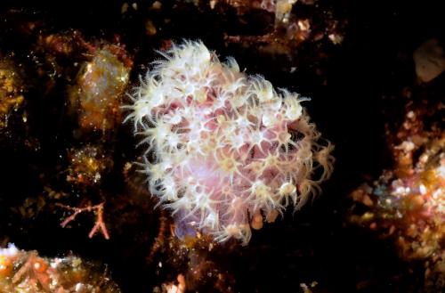 紅棘穗軟珊瑚