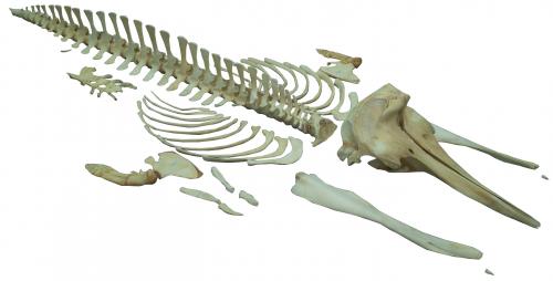 朗氏喙鯨全身骨骼