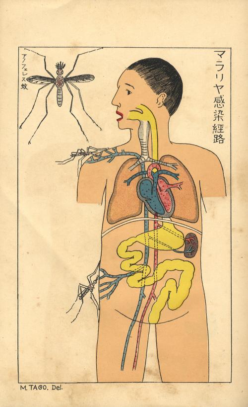 日本の寄生蟲と其病害