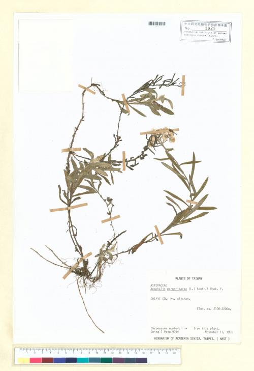 Anaphalis morrisonicola Hayata_標本_BRCM 6780