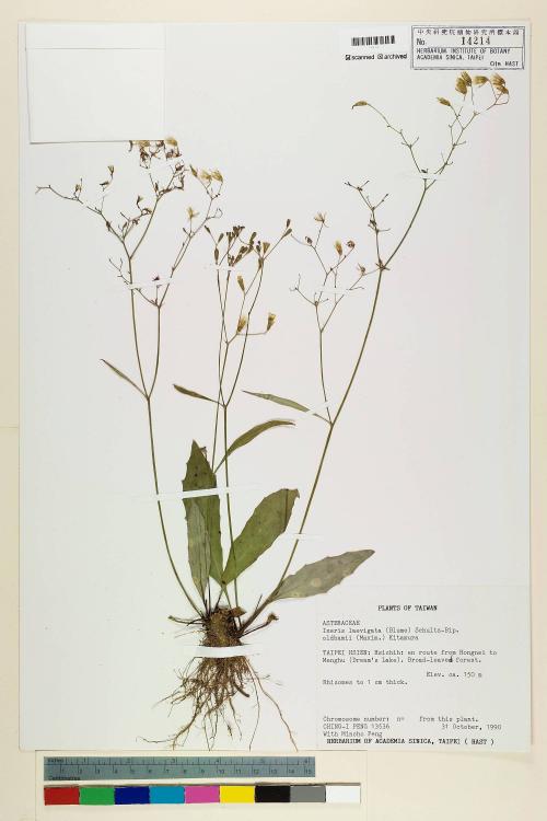 Ixeris laevigata (Blume) Schultz-Bip. ex Maxim var. oldhami (Maxim.) Kitam._標本_BRCM 7327