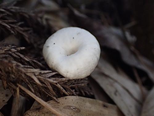 Singerocybe alboinfundibuliformis(白漏斗囊泡杯傘)