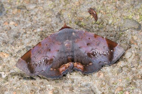 110601 台北 烏來 孝義 06 Mecodina albodentata (Swinhoe, 1895)_800ori