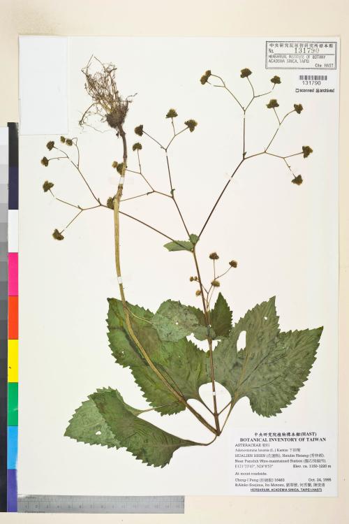 Adenostemma lavenia (L.) Kuntze_標本_BRCM 7476