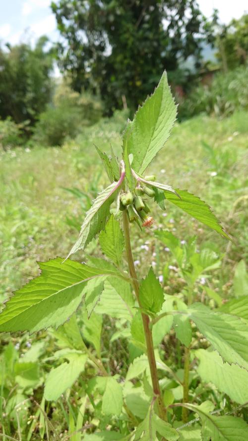 野茼蒿