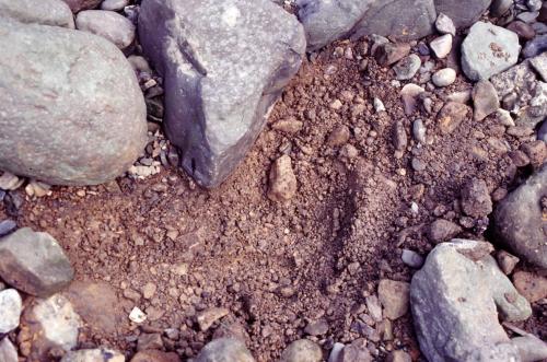 礫石層不容易用鏟子挖，可使用尖頭鐵鎚敲鬆沉積物再挖取