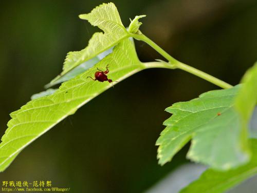 棕長頸捲葉象鼻蟲